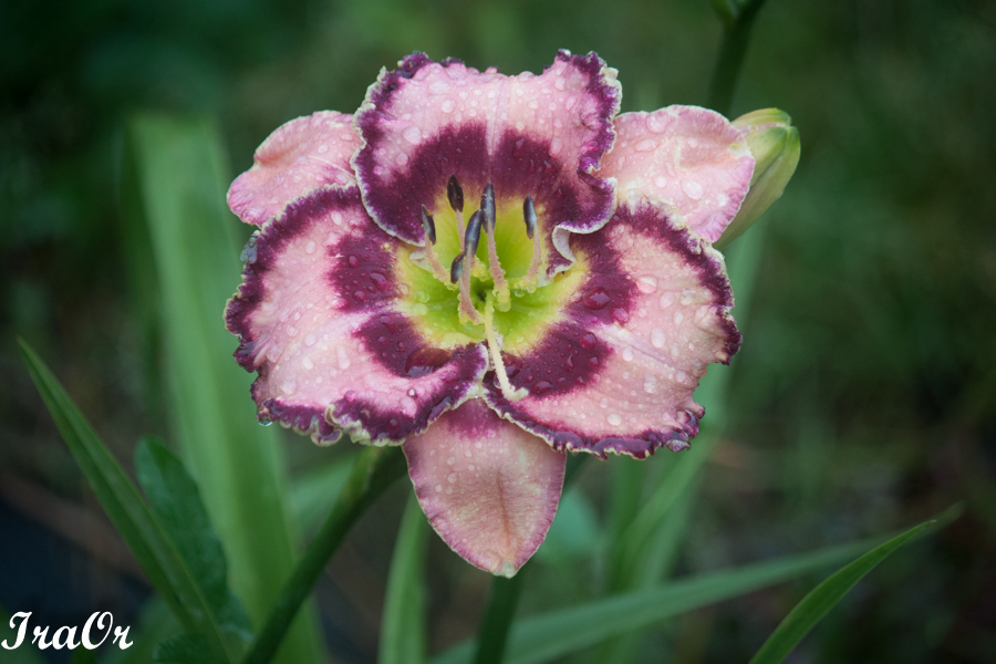 880-3.jpg