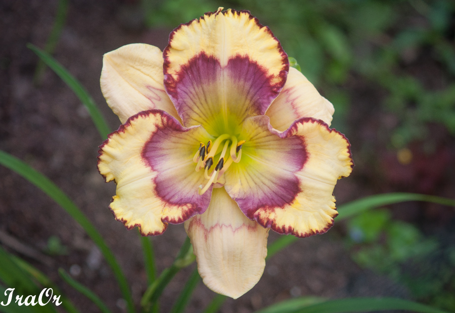 Pansy_Poetry_3.jpg