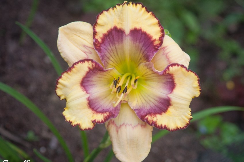 Pansy Poetry