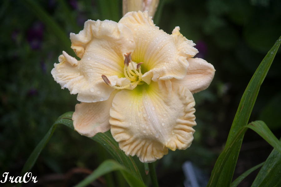Ruffled_Showcase-1.jpg