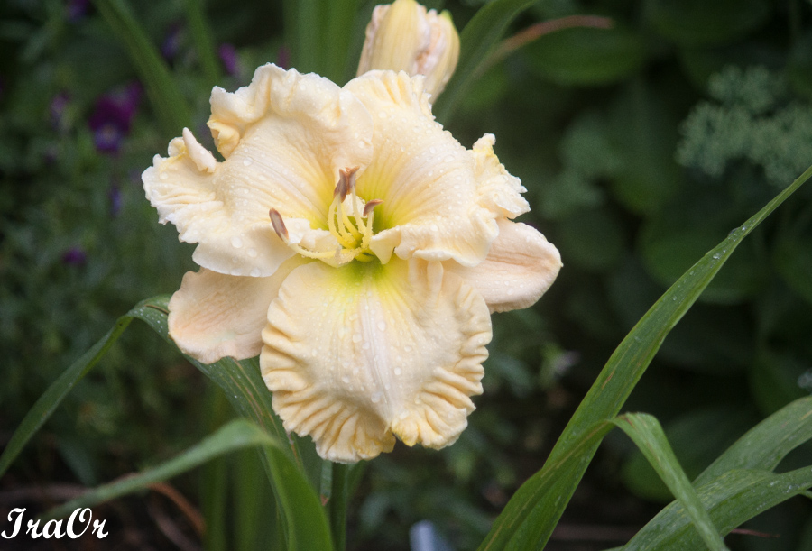 Ruffled_Showcase_1.jpg