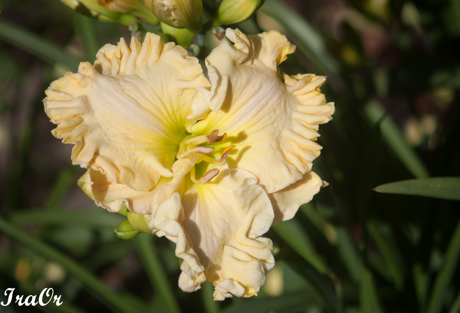Ruffled_Showcase_5.jpg