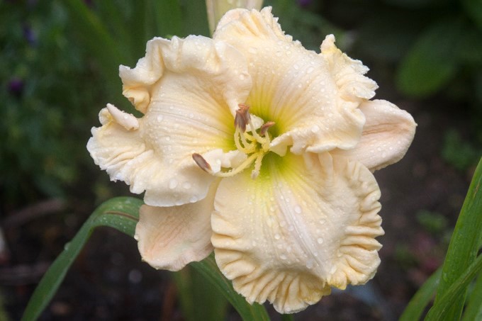 Ruffled Showcase