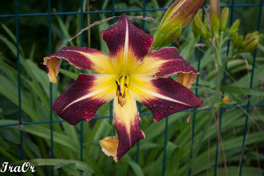 Scarlet_Pimpernel10.jpg