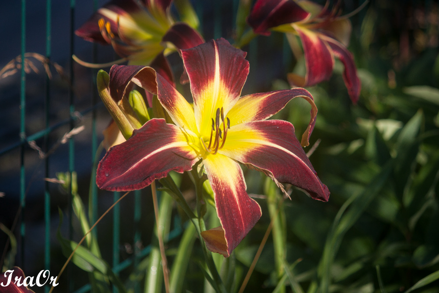 Scarlet_Pimpernel11.jpg