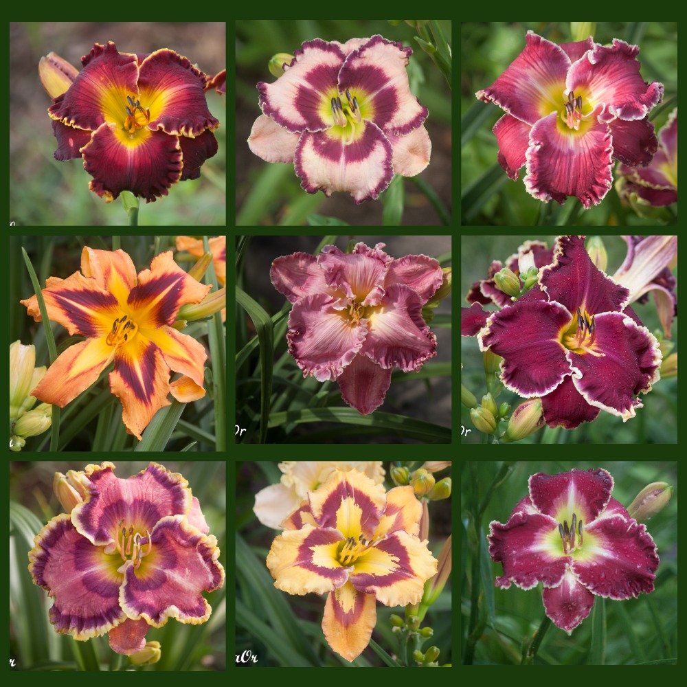 jaMyCollages.jpg