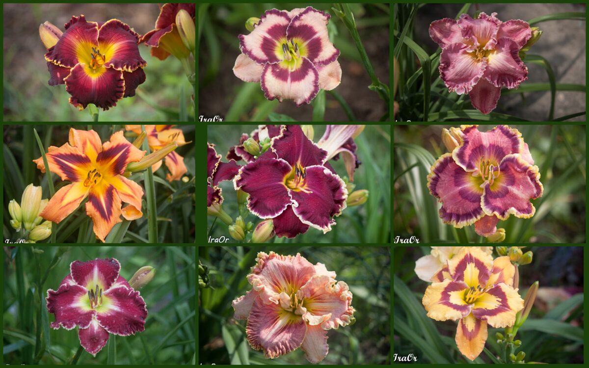 jaMyCollages__1_-1.jpg